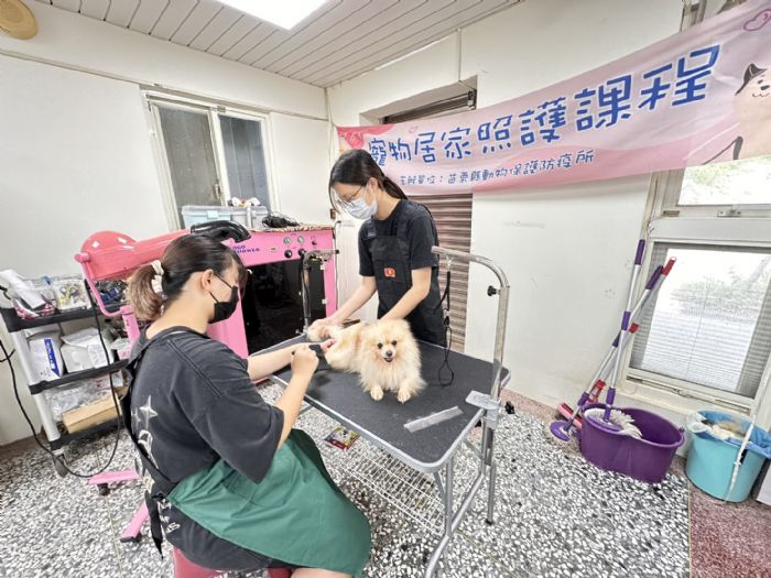浪犬也能變明星！苗栗動保園區導入專業寵物美容服務，讓毛孩展現自信迎向幸福新家